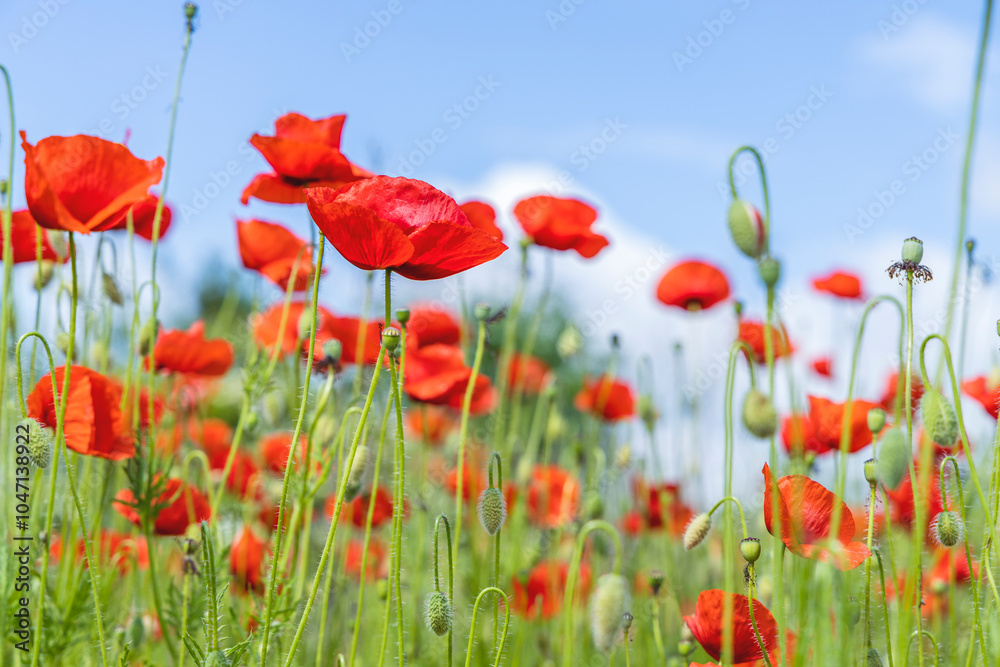 Fototapeta premium Red poppies blooming in field under blue sky