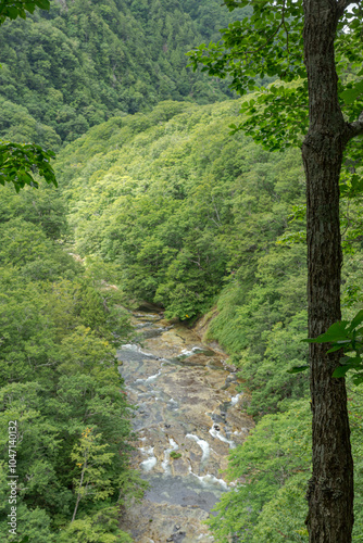 緑に包まれる雑魚川－長野県下水内郡栄村 