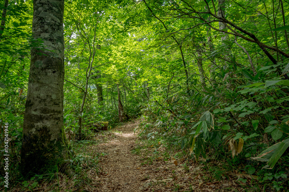 Obraz premium ハイキングコース－長野県下水内郡栄村 