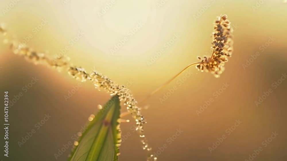 Water droplets create a delicate bridge between two blades of grass in a serene field during a stunning sunset Water droplets create a delicate bridge between two blades of grass in a serene field during a stunning sunset