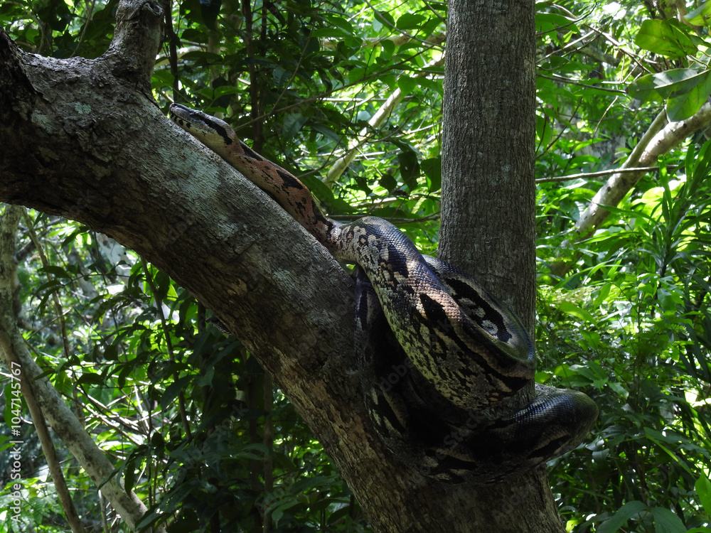 Kaiserboa ringelt sich um einen Baum im Lokobe Nature Special Reserve Kaiserboa ringelt sich um einen Baum im Lokobe Nature Special Reserve