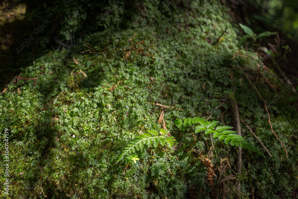 Fototapeta premium 苔のついた木の新葉－長野県下高井郡山ノ内町 