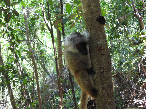 Lemur klettert vom Baum herunter mit Blick auf Zwischenmahlzeit, Lokobe Special Nature Reserve photo