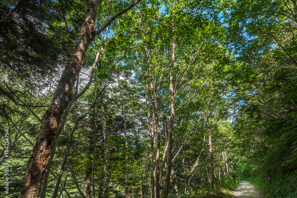 Naklejka premium 緑に包まれた林道－長野県下高井郡山ノ内町 