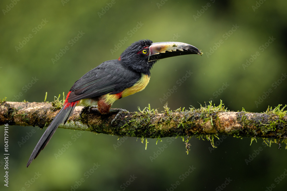 Naklejka premium A toucan in the rainforest of Costa Rica 