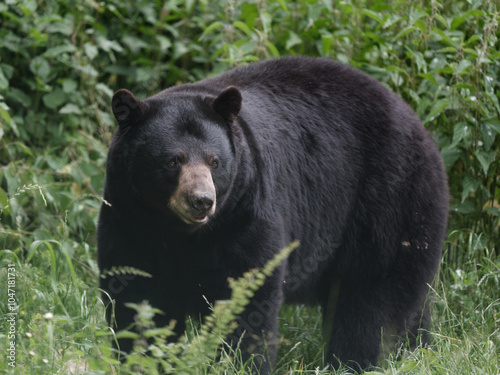 Un ours baribal Ursus americanus photo