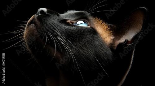 Siamese Cat Portrait with Striking Blue Eyes and Creamy Coat