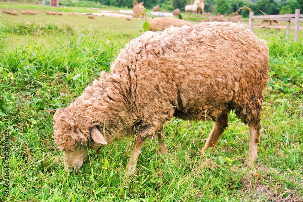 Close up to a brown domestic sheep that is eating grass hungrily in the farmland below the hill. A symbol of agricultural, farming, countryside life, garden, flatlands, livestock, pets and animal Close up to a brown domestic sheep that is eating grass hungrily in the farmland below the hill. A symbol of agricultural, farming, countryside life, garden, flatlands, livestock, pets and animal
