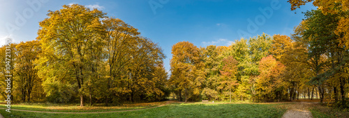 Bäume und Baumkronen eines herbstlich verfärbten, menschenleeren, idyllischen Laubwaldes mit Wiese im warmen Nachmittagslicht der Sonne