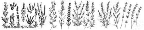 Flowers set with outlines of Provence floral herbs with blooms. Classic botanical illustration of a Provence field Lavandula. Blossoming Lavandula. Hand-drawn modern illustration isolated on a white