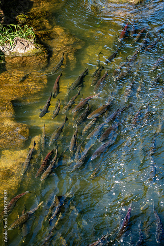 Salmon Homeward Bound 11