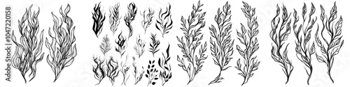Algae outline. Hand drawn black and white graphic clipart. Linear drawing on an isolated background. Illustration of undersea plants. Seaweeds on the bottom.