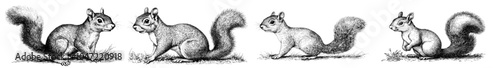 This is a vintage engraving squirrel illustration isolated on ink. It is a forest animal silhouette art background and is hand-drawn in black and white. This is a wildlife drawing, detailed winter photo