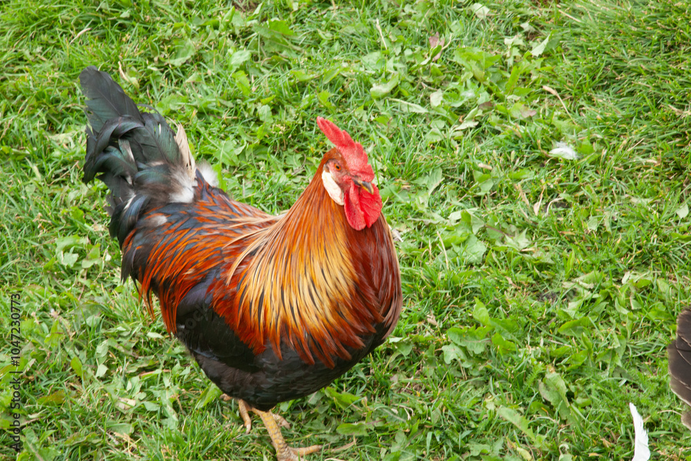 Fototapeta premium Rooster in the barn yard