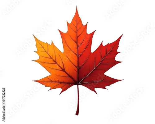 maple leaf isolated on white background  photo