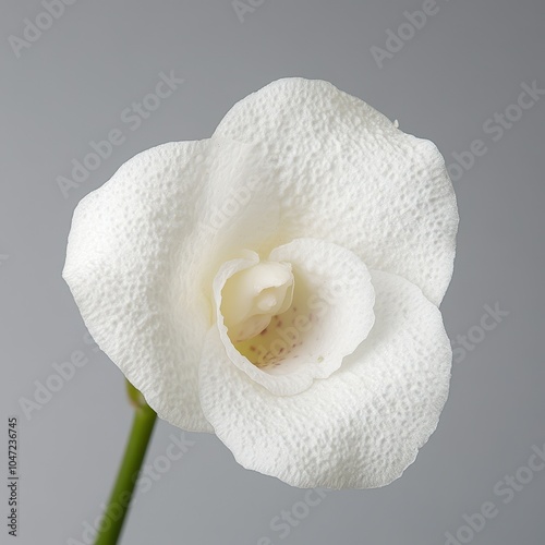 Close-Up of Peristeria Elata Orchid Blossom photo