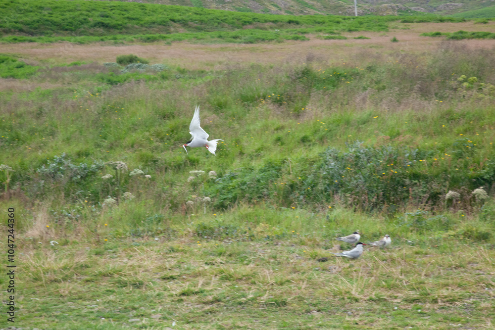 Fototapeta premium Bird flying over green grass