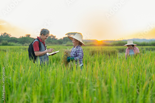 agronomist or researcher holding tablet computer collect data and advise farmers on soil management and crop production while harvesting in rice field