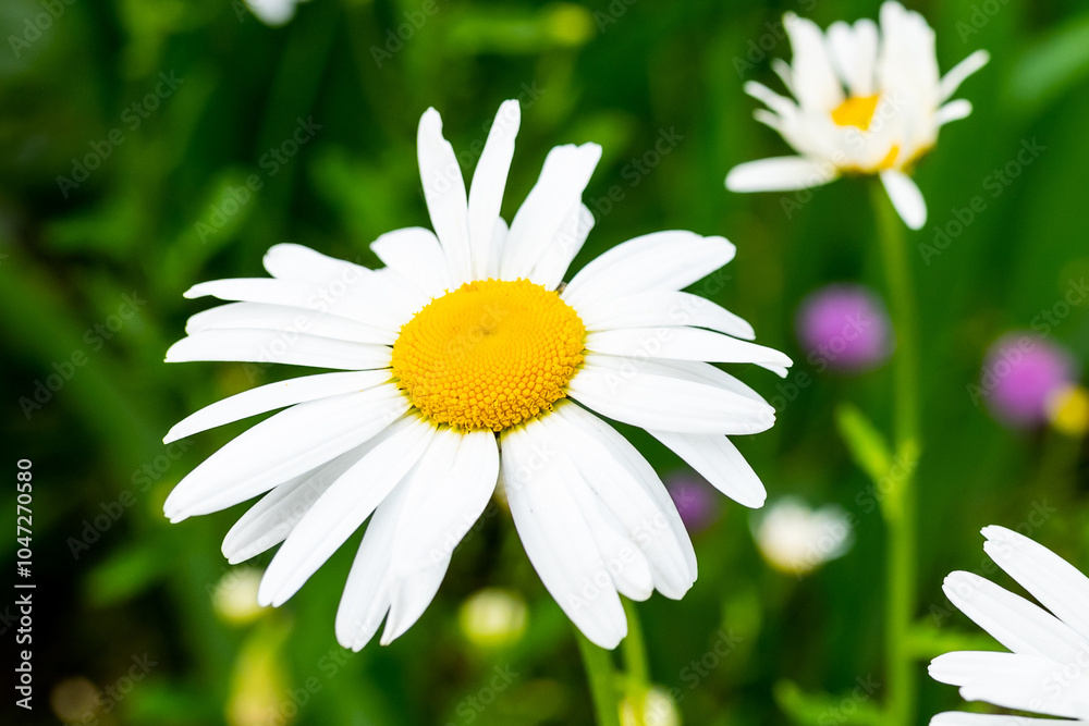 Fototapeta premium Blooming chamomile flower on a summer day macro photo. Wildflowers with white petals on a close-up photo in a meadow. Blooming daisies on a spring floral background