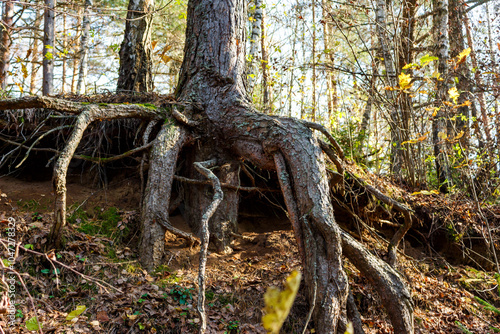 Large pine tree roots sticking out on a slope in the forest