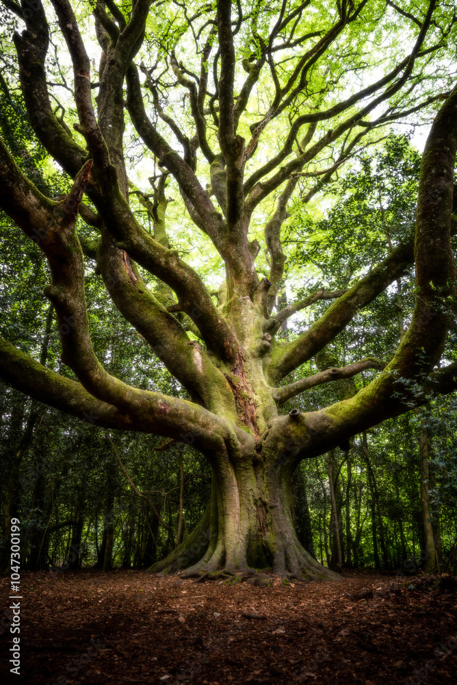 Obraz premium Le hêtre du voyageur 