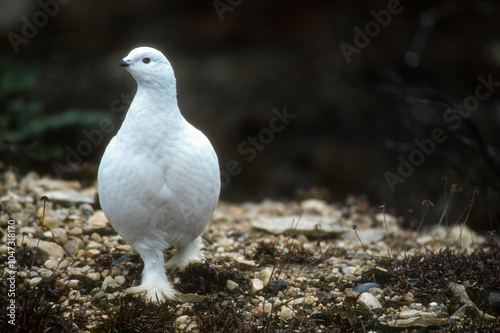 Lagopède alpin,.Lagopus muta, Rock Ptarmigan