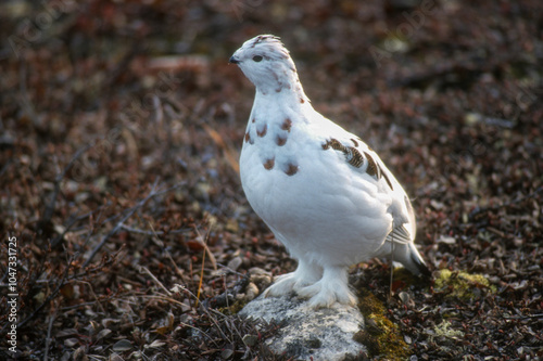 Lagopède alpin,.Lagopus muta, Rock Ptarmigan photo