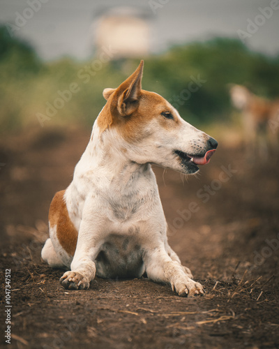 dog with tongue out