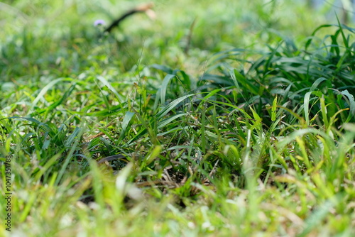 Grass - close up detail of grass with blur background