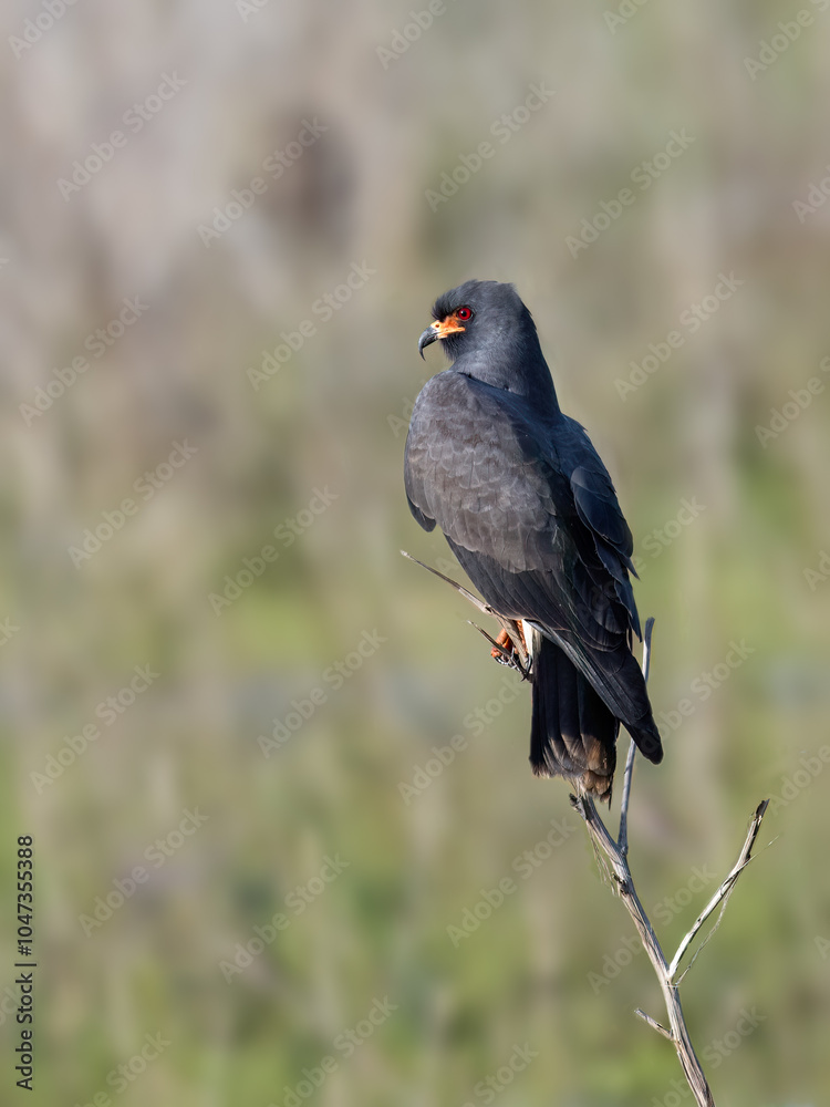 Fototapeta premium Snail Kite on tree branch against blur background