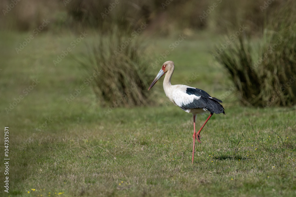Maguari Stork foraging on the field Maguari Stork foraging on the field
