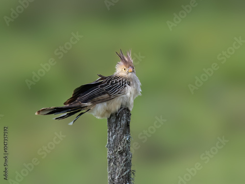 Guira Cuckoo on fence post against green background photo