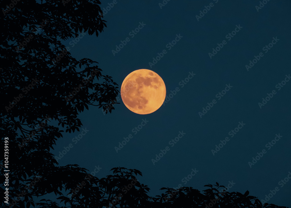 full harvest moon on the evening sky with tree branches full harvest moon on the evening sky with tree branches