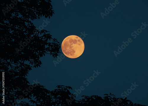 full harvest moon on the evening sky with tree branches 