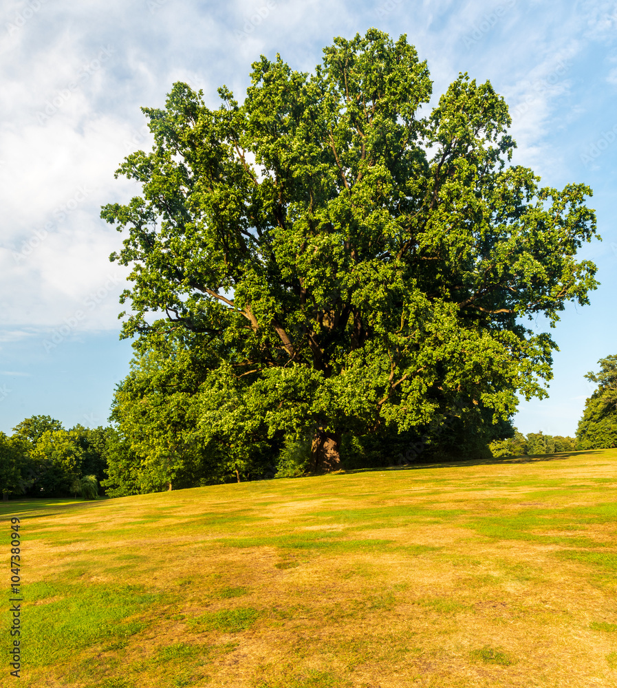 Public park with meadow, huge isolated tree and forest on the background during late august evening