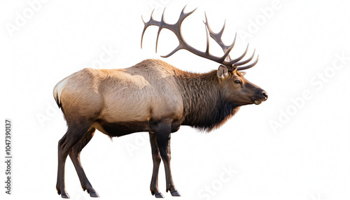 Wallpaper Mural Elk on white background isolated Torontodigital.ca