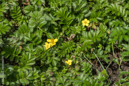 Yellow flowers of argentina anserina blooming among green leaves photo