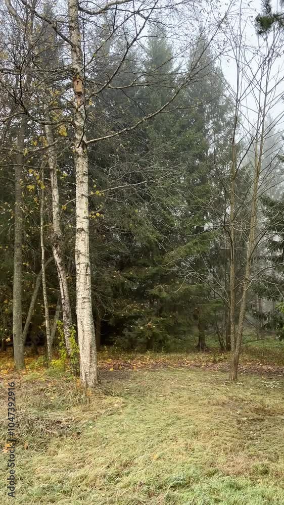 Foggy autumn morning landscape in a forest with trees. Vertical video Foggy autumn morning landscape in a forest with trees. Vertical video