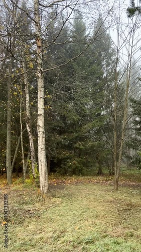 Wallpaper Mural Foggy autumn morning landscape in a forest with trees. Vertical video Torontodigital.ca