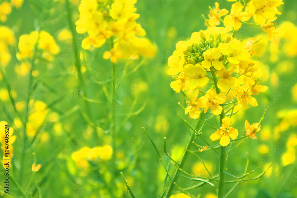 Obraz premium 菜の花畑、アブラナ、canola flower、春の花、黄色い花、コピースペース