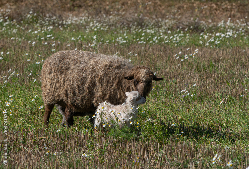 Fototapeta premium One sheep with lambs in the meadow