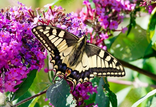 swallowtail perching on a blossom