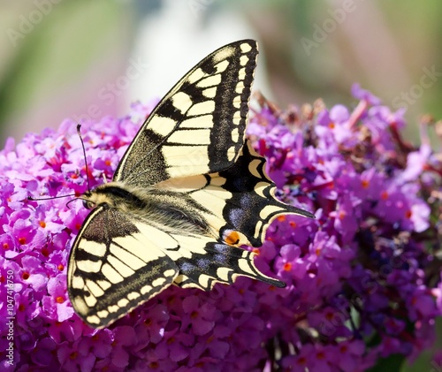 swallowtail perching on a blossom