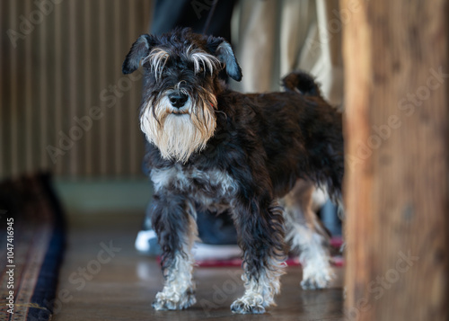 Tableau sur toile Close-up of miniature schnauzer standing on floor in cafe