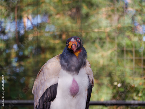 Фотография Königsvogel
