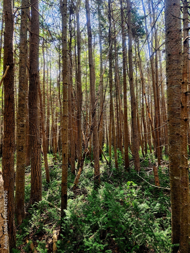 Naklejka premium forest in autumn