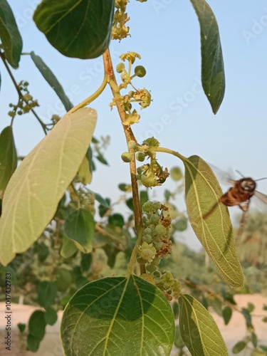 Honey Bee collect nectar from Ziziphus mauritiana flower or honey Bee on flower of Indian jujube  photo