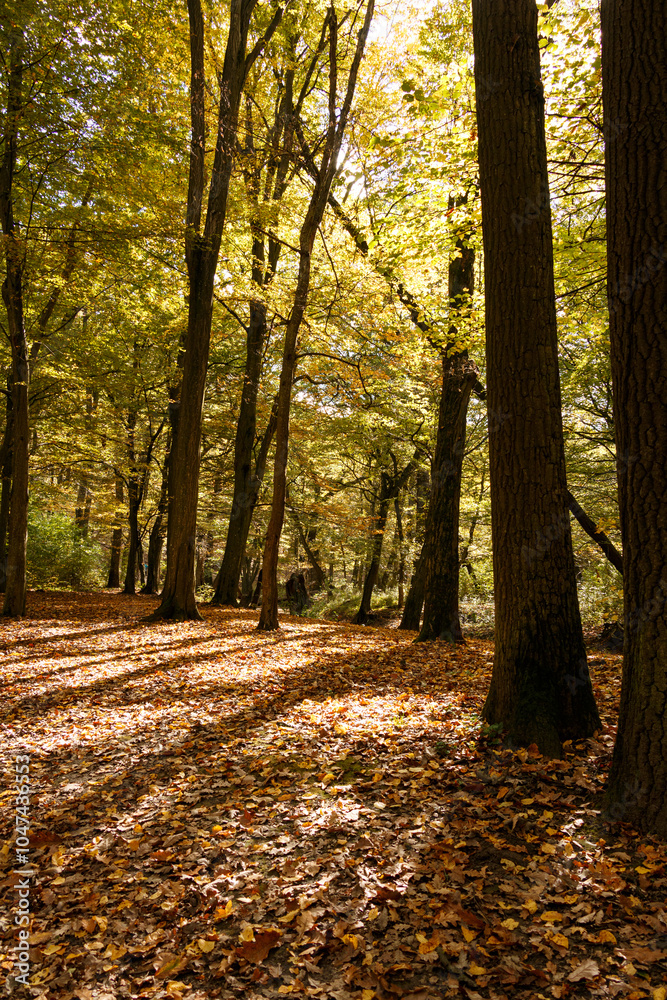 Obraz premium Autumn forest with fallen yellow leaves