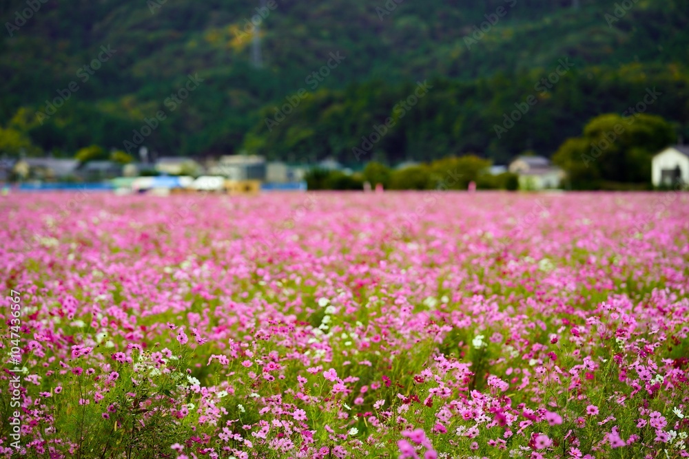 Fototapeta premium コスモス畑が一面ピンクに染まる秋の景色