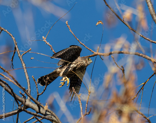 Canvas Print merlin taking flight